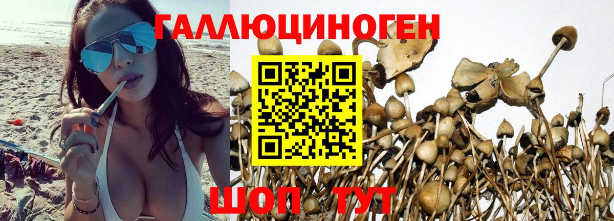 закладки  Вход с VPN  Темрюк  Галлюциногенные грибы MAGIC MUSHROOMS 